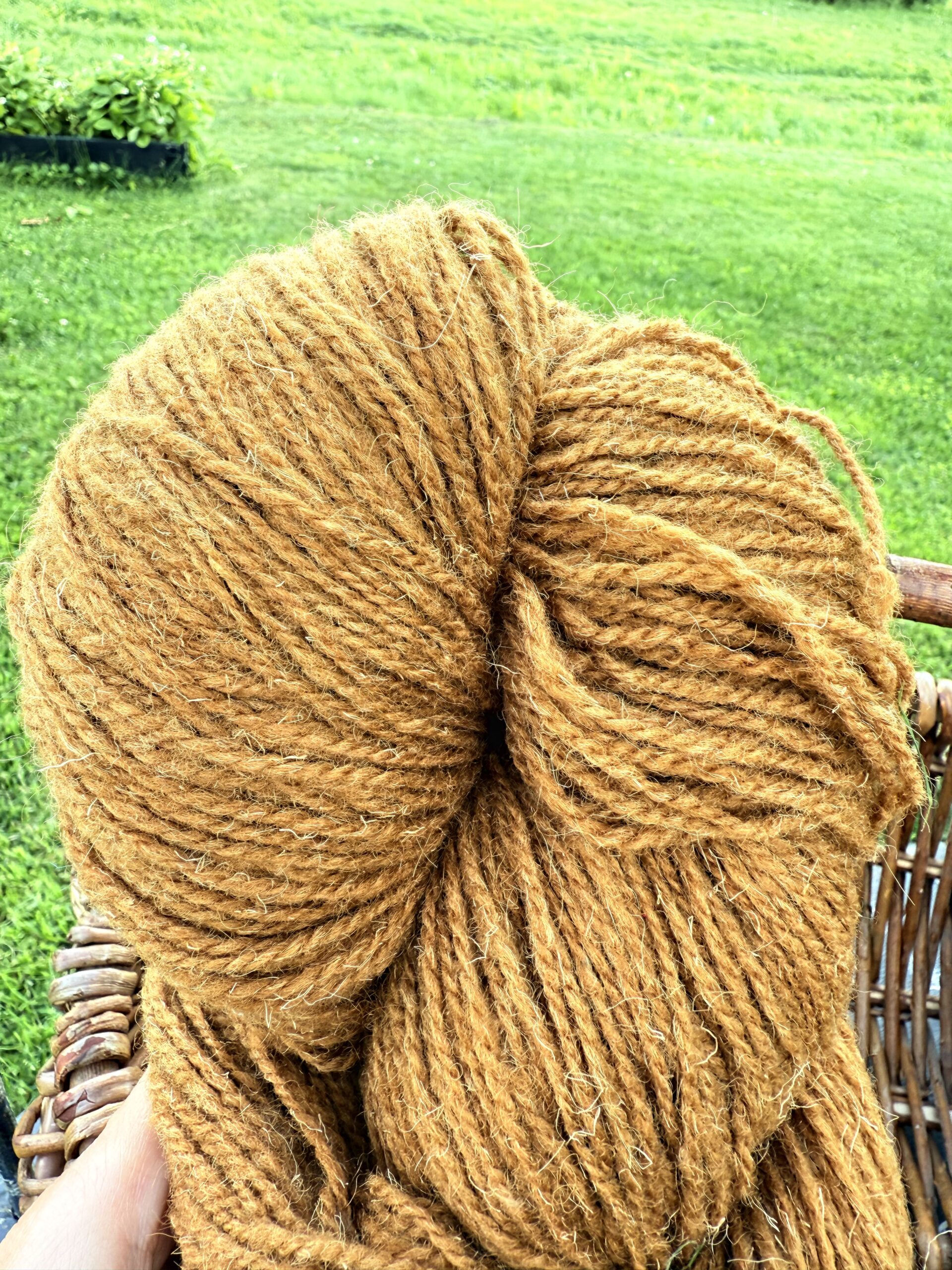 100% natural sheep wool yarn MUSTARD BROWN - 1kg