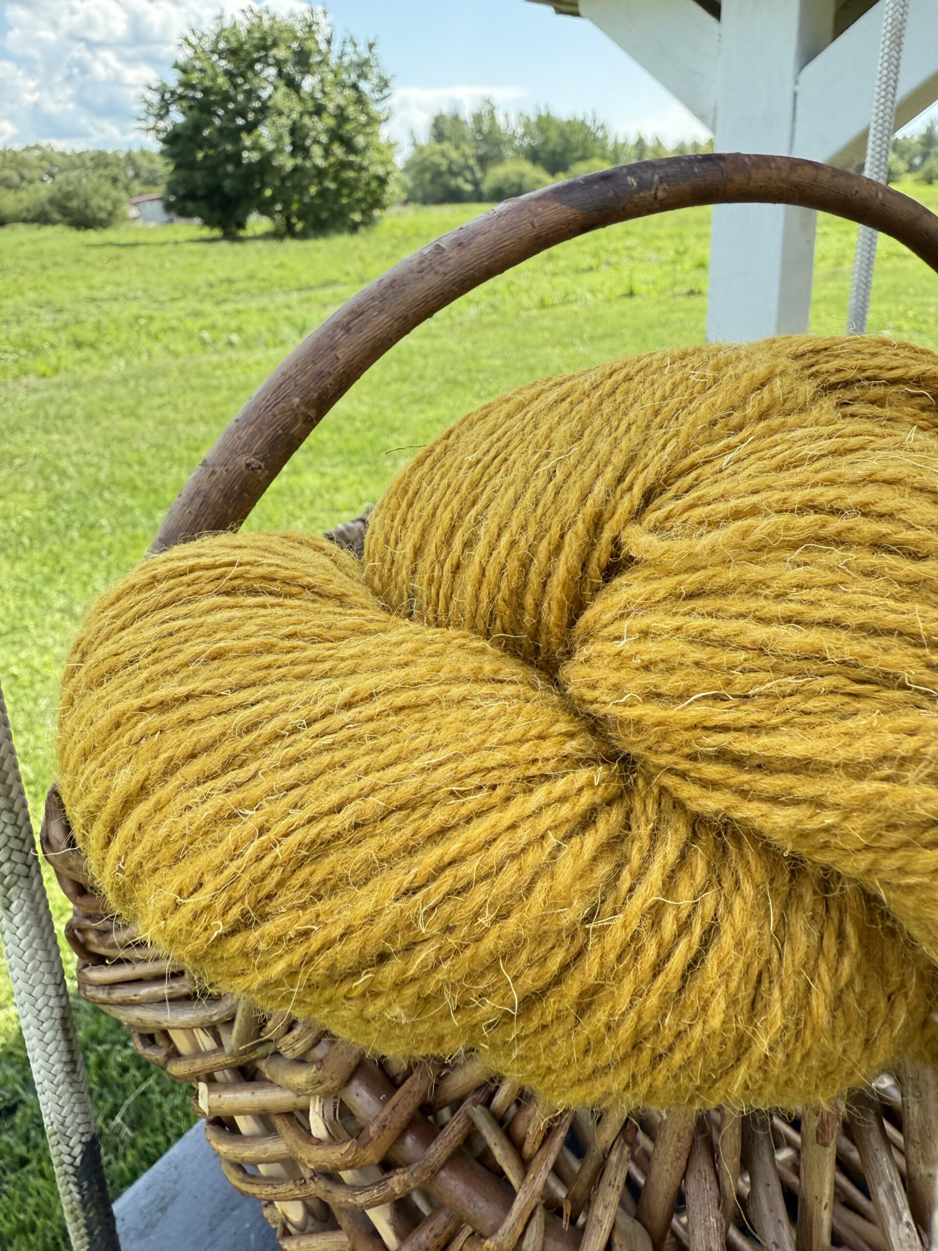 100% natural sheep wool yarn MUSTARD YELLOW - 1kg