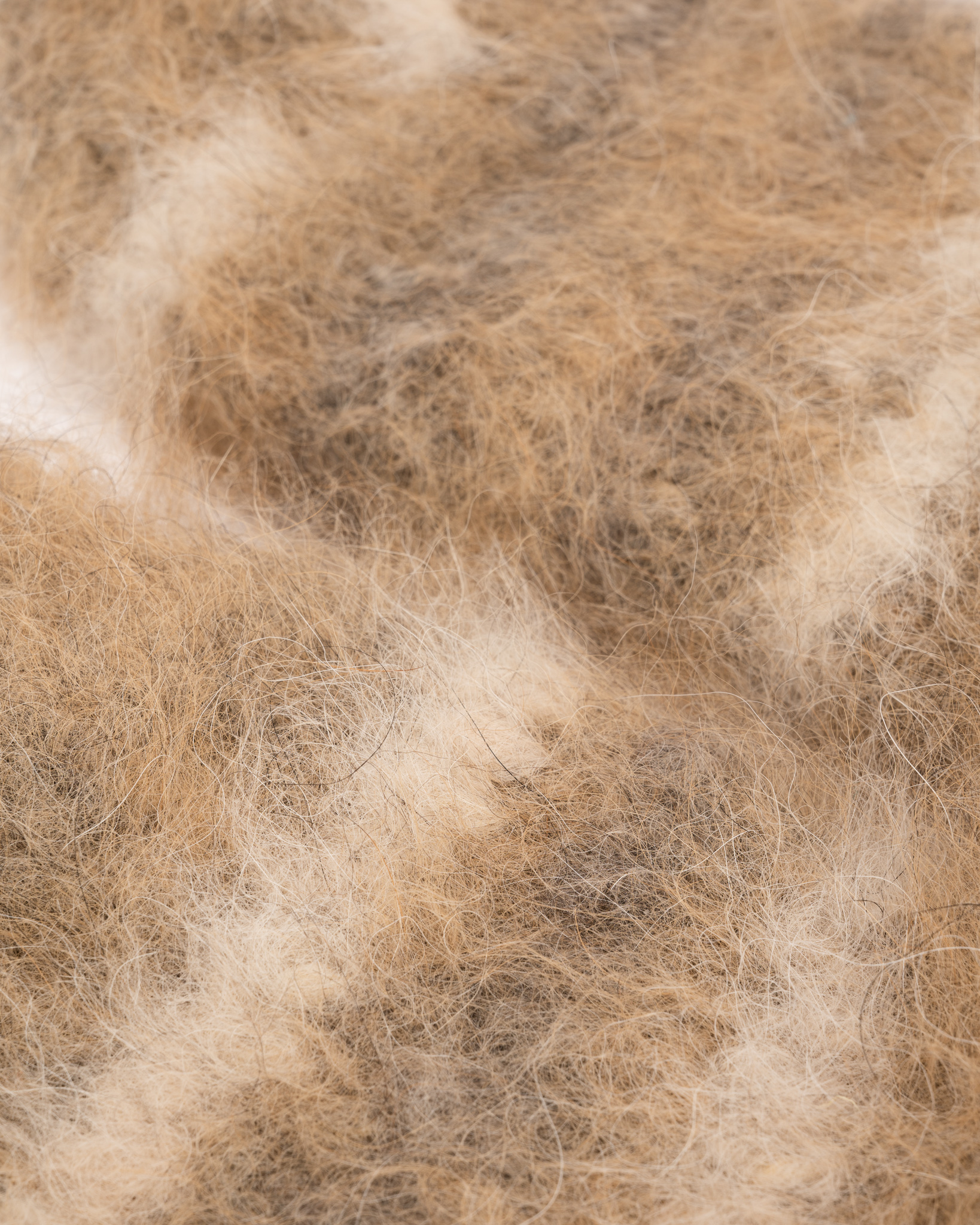 Circulation-improving 100% Siberian Husky dog wool socks – YELLOWISH, WoolLando